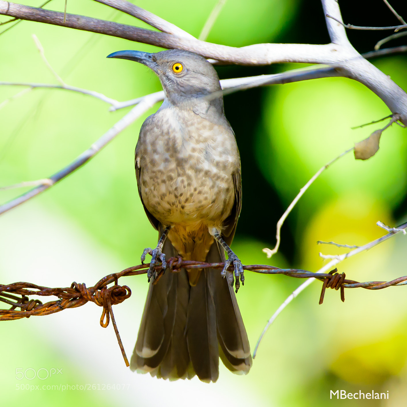 Nikon D810 sample photo. Mbs photography
