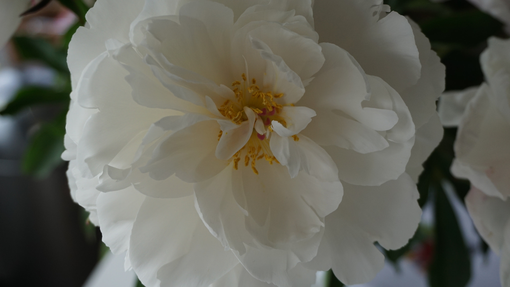 Sony E 16-50mm F3.5-5.6 PZ OSS sample photo. A whole lot of rosie photography