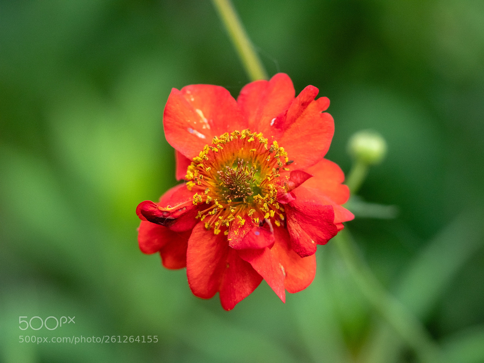 Panasonic Lumix DMC-GX8 sample photo. A tiny flower in photography