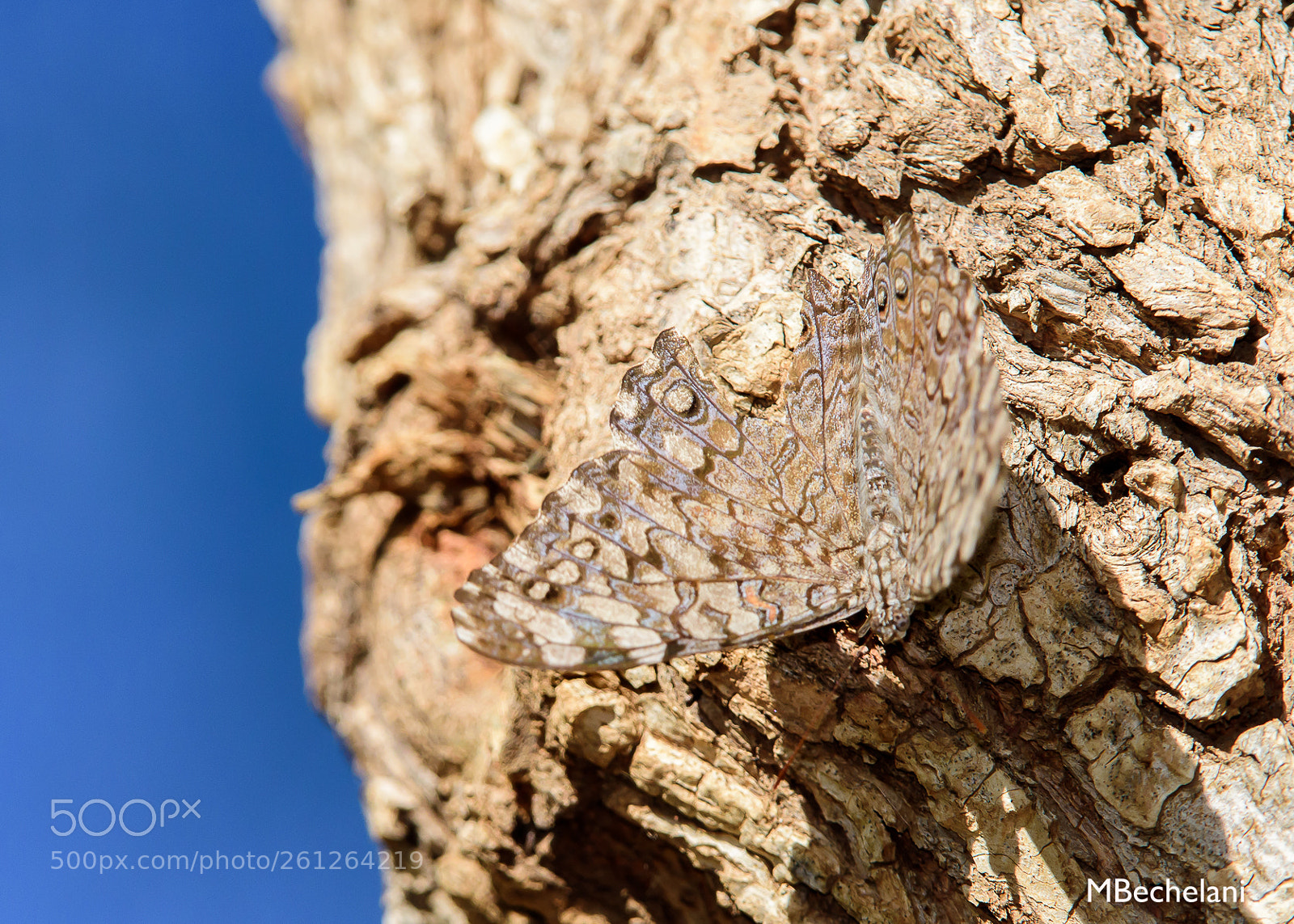 Nikon D810 sample photo. Mbs photography