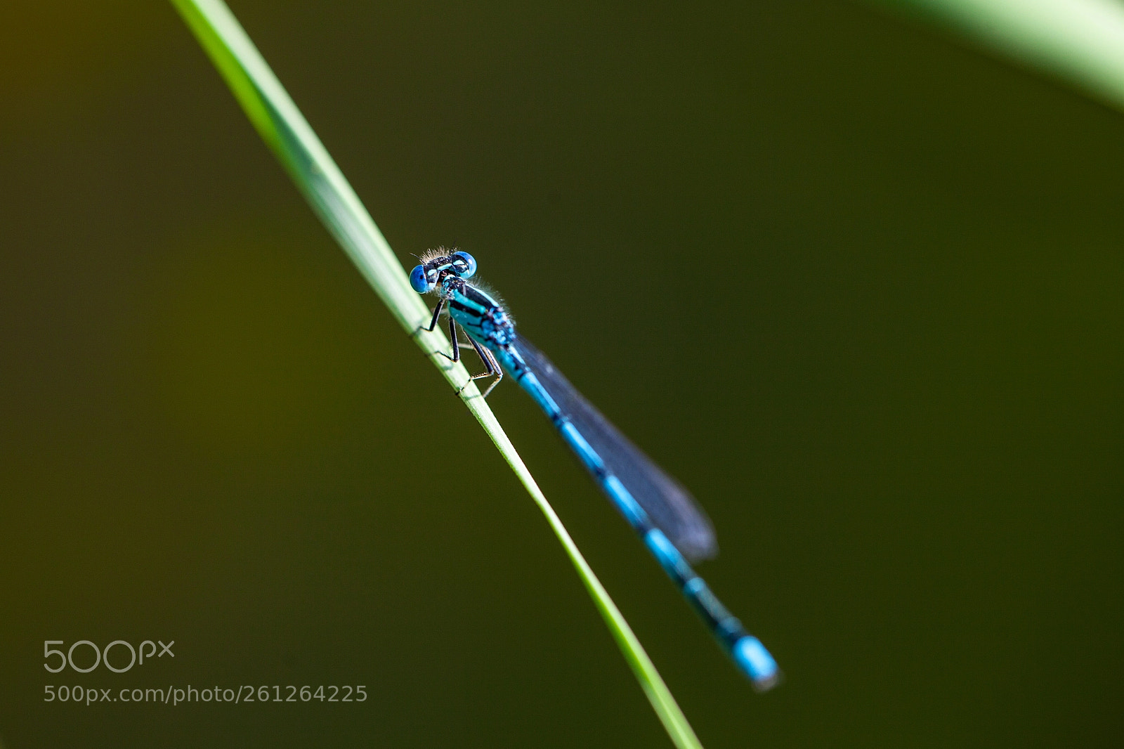 Canon EOS 5D Mark II sample photo. Dragon-fly photography