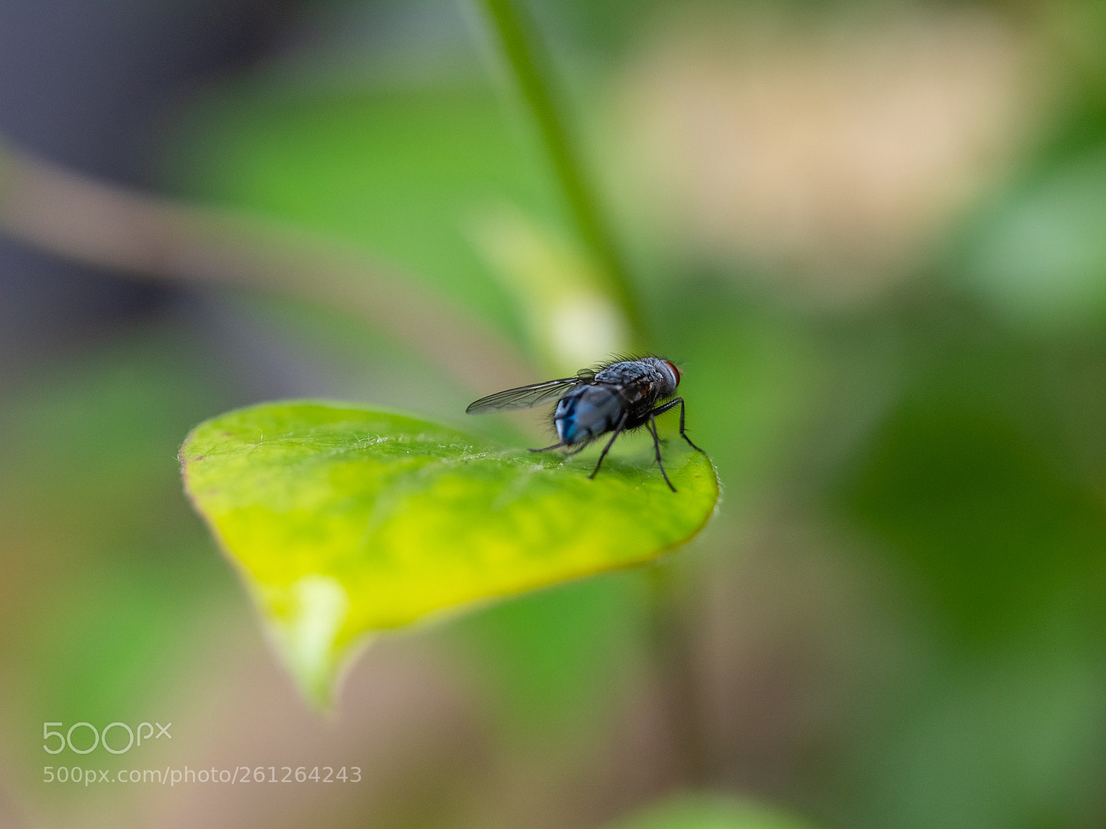 Panasonic Lumix DMC-GX8 sample photo. A fly on a photography
