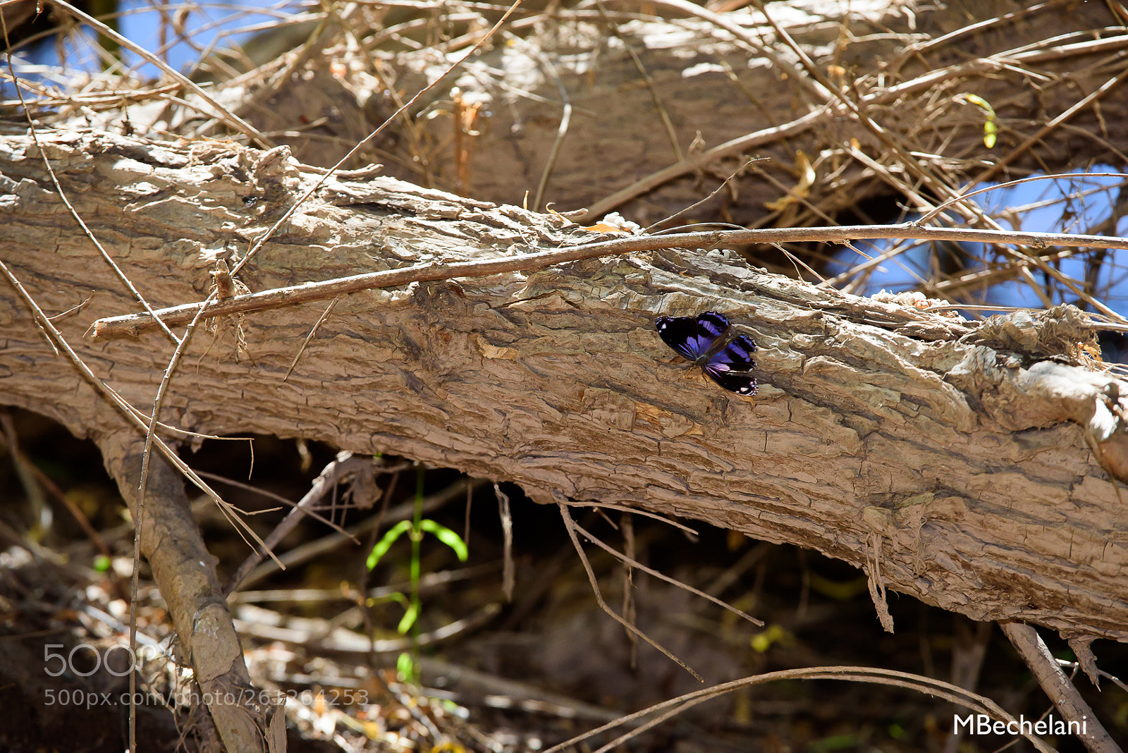 Nikon D810 sample photo. Mbs photography