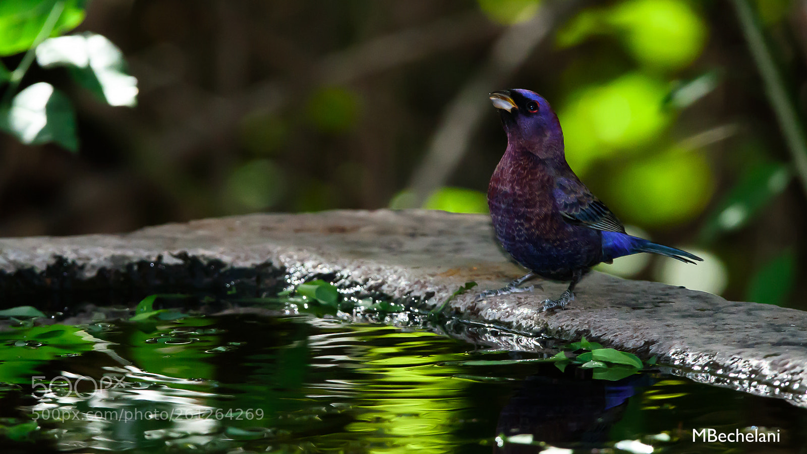 Nikon D810 sample photo. Mbs photography