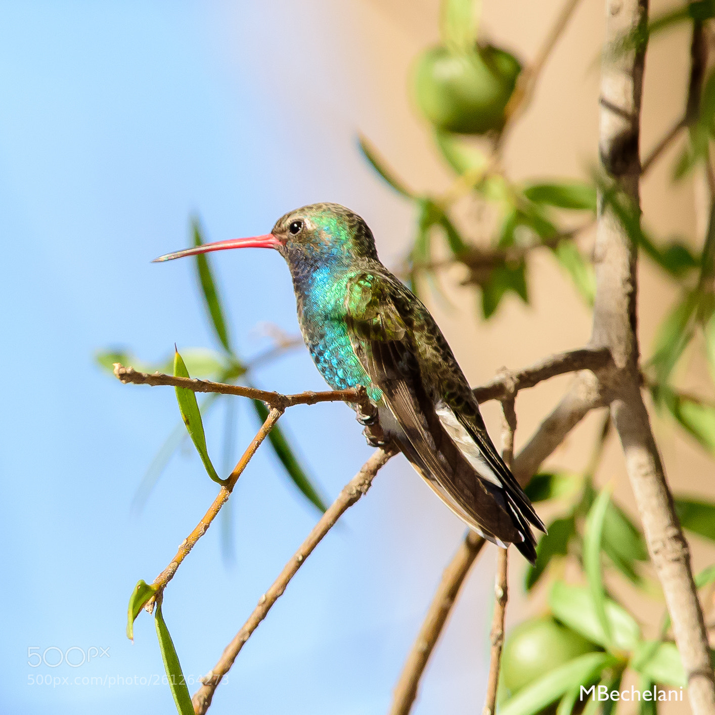 Nikon D810 sample photo. Mbs photography