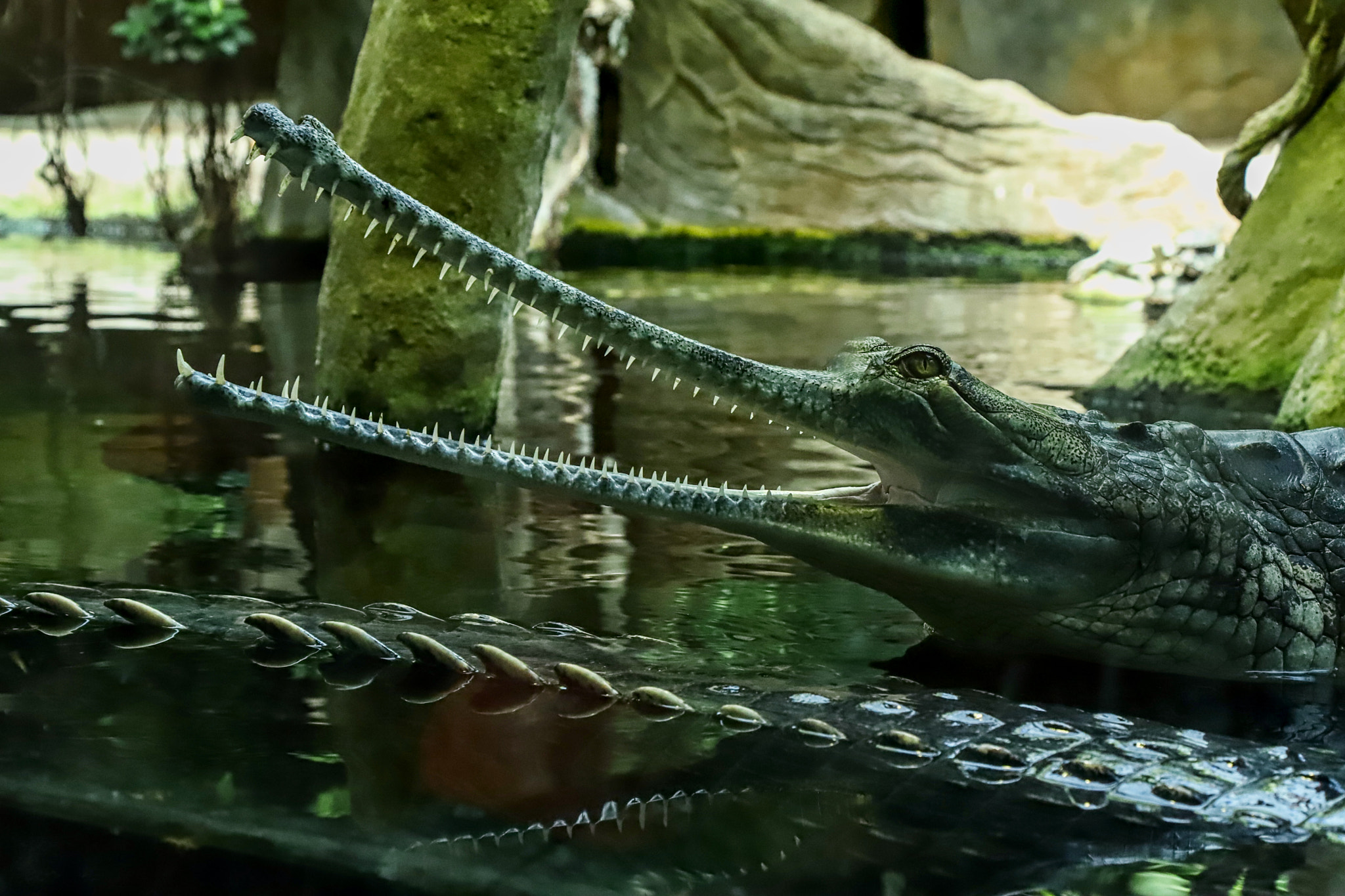 Canon EOS 6D Mark II sample photo. Zoo prague photography