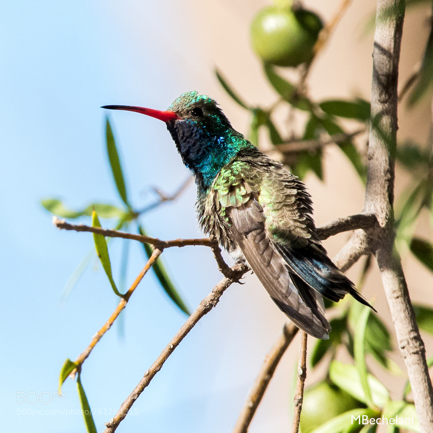 Nikon D810 sample photo. Mbs photography