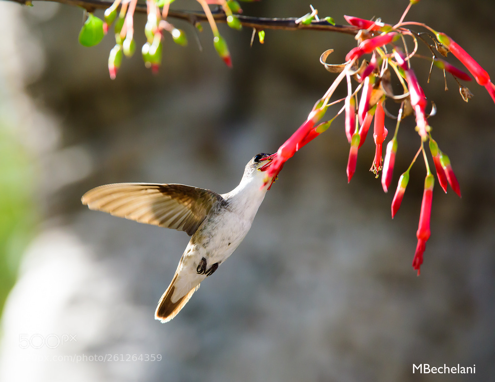 Nikon D810 sample photo. Mbs photography