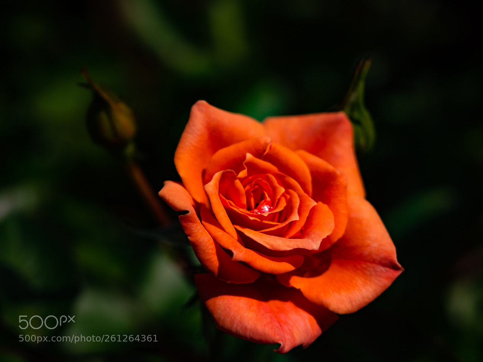 Panasonic Lumix DMC-GX8 sample photo. A rose photography