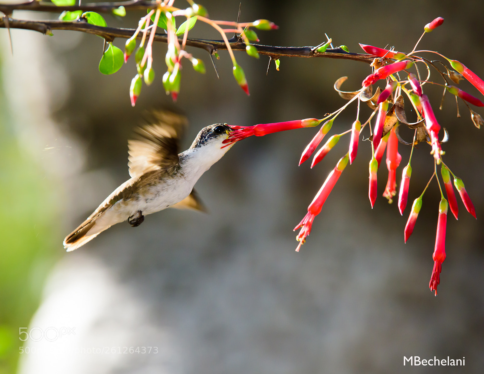 Nikon D810 sample photo. Mbs photography