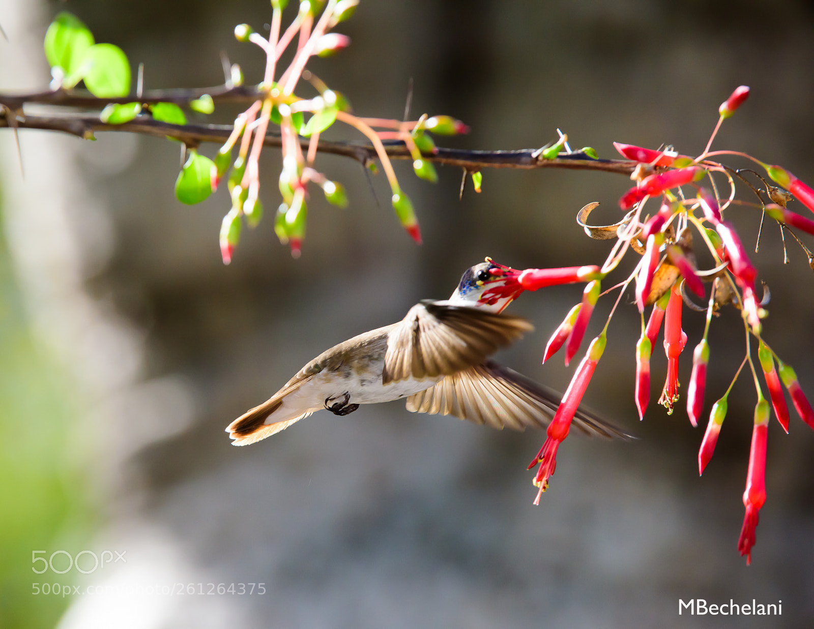 Nikon D810 sample photo. Mbs photography