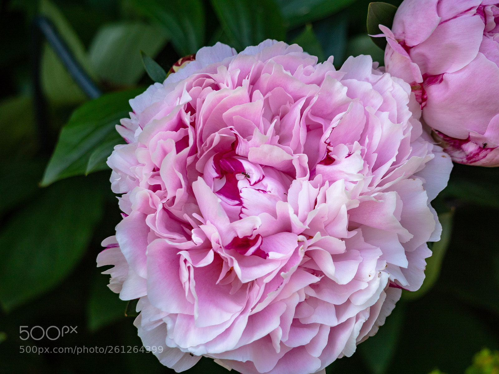 Panasonic Lumix DMC-GX8 sample photo. Ant on a peony photography