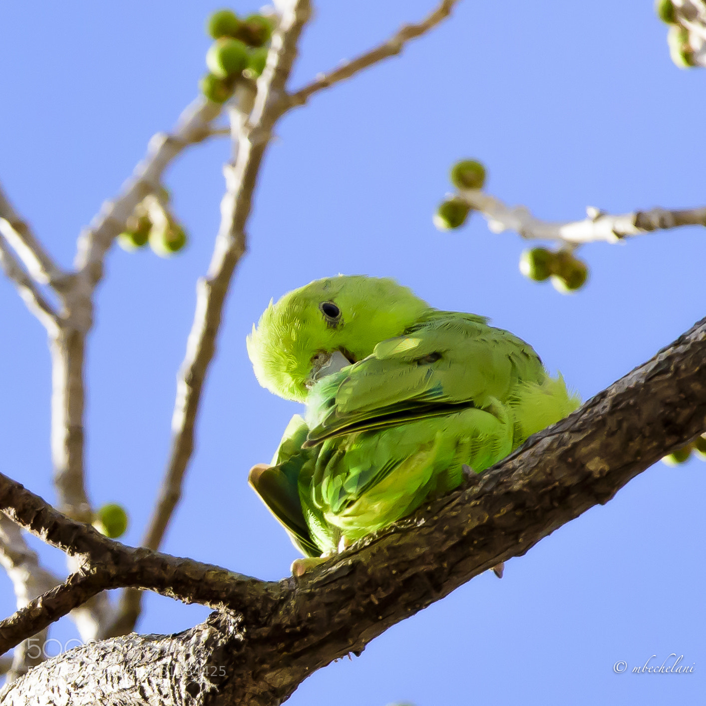 Nikon D810 sample photo. Mbs photography