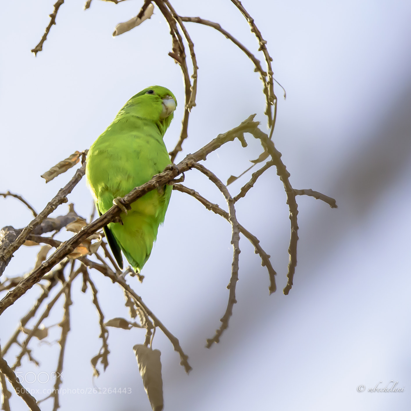 Nikon D810 sample photo. Mbs photography