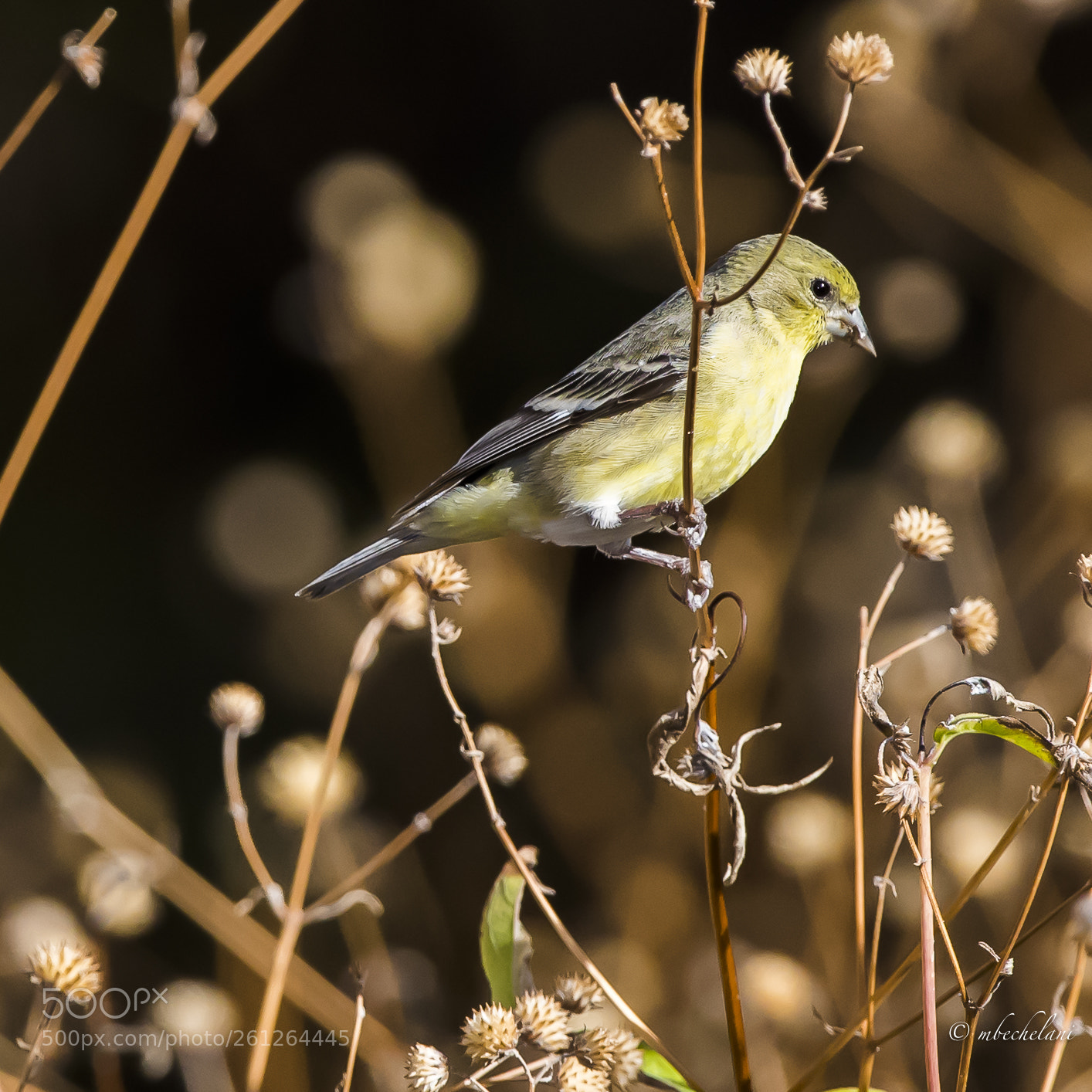 Nikon D810 sample photo. Mbs photography
