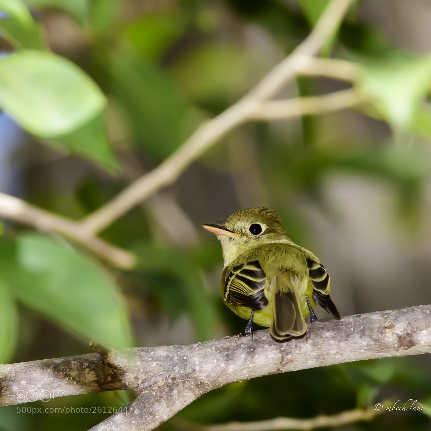 Nikon D810 sample photo. Mbs photography