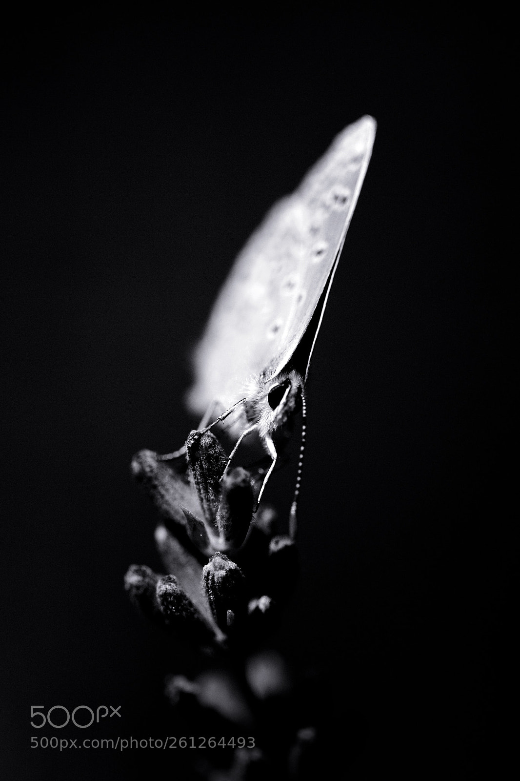 Canon EOS 5D Mark II sample photo. On the lookout photography