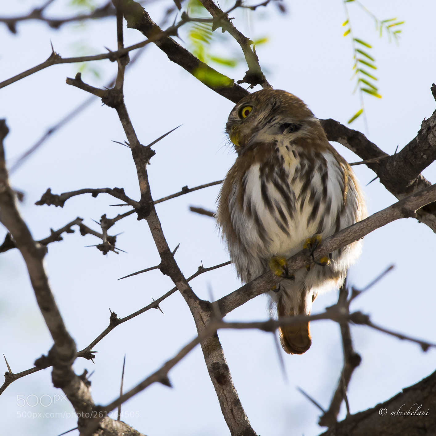 Nikon D810 sample photo. Mbs photography