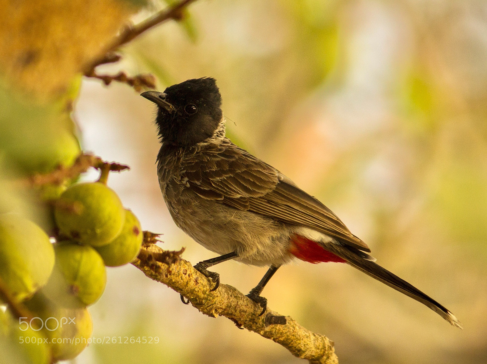 Canon EOS 1200D (EOS Rebel T5 / EOS Kiss X70 / EOS Hi) sample photo. Red-vented bulbul ..! photography