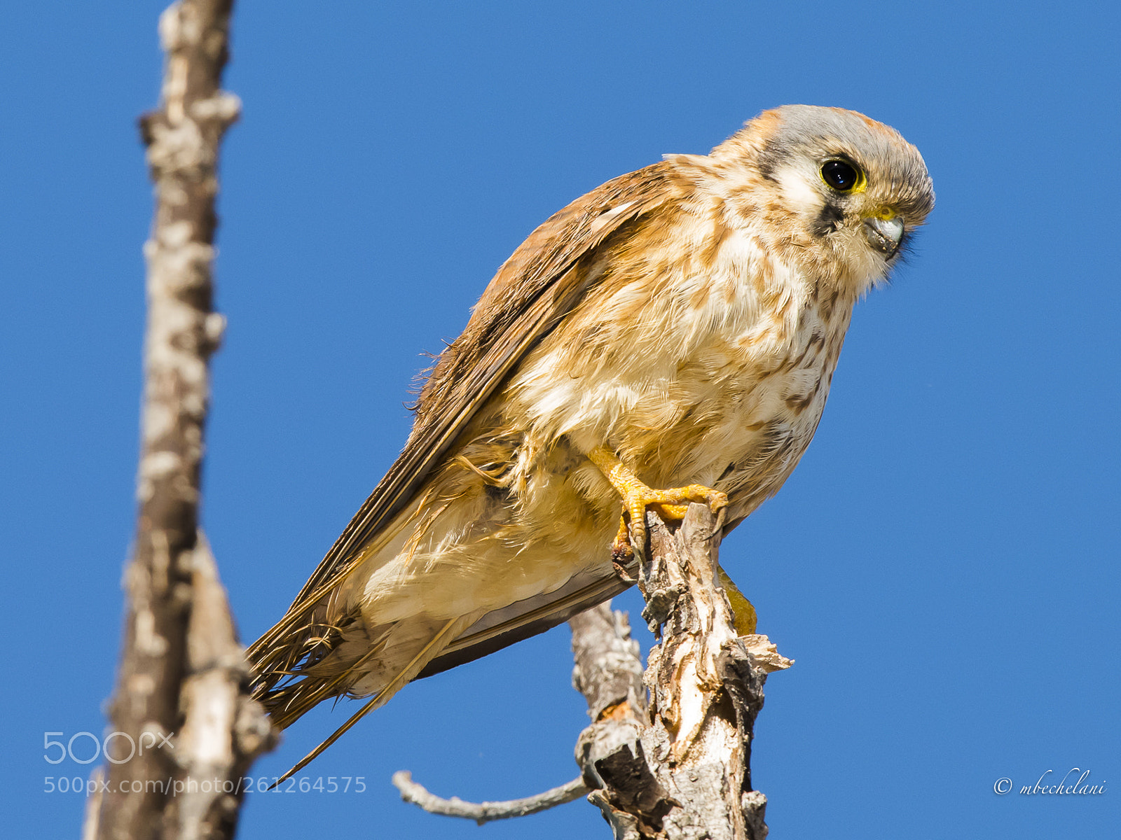 Nikon D810 sample photo. Mbs photography