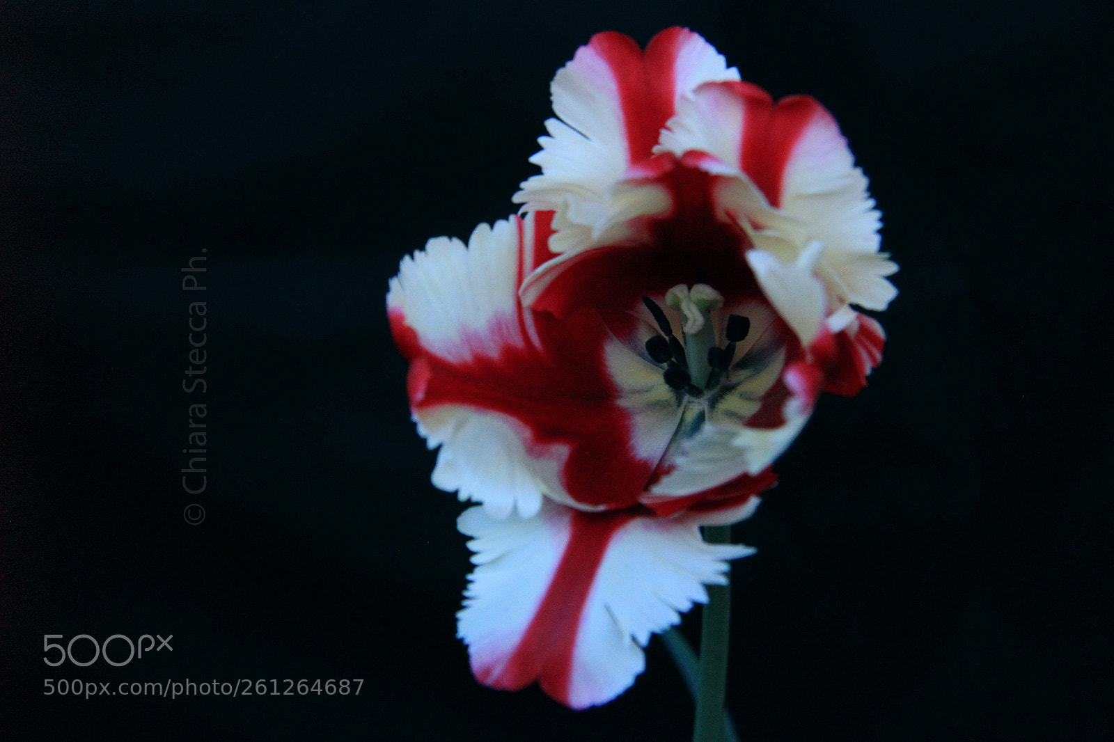 Canon EOS 500D (EOS Rebel T1i / EOS Kiss X3) sample photo. Tulip on black photography
