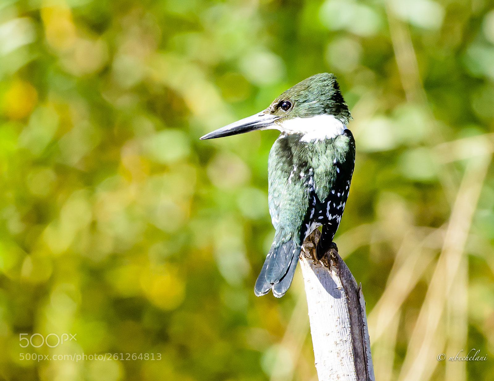 Nikon D810 sample photo. Mbs photography