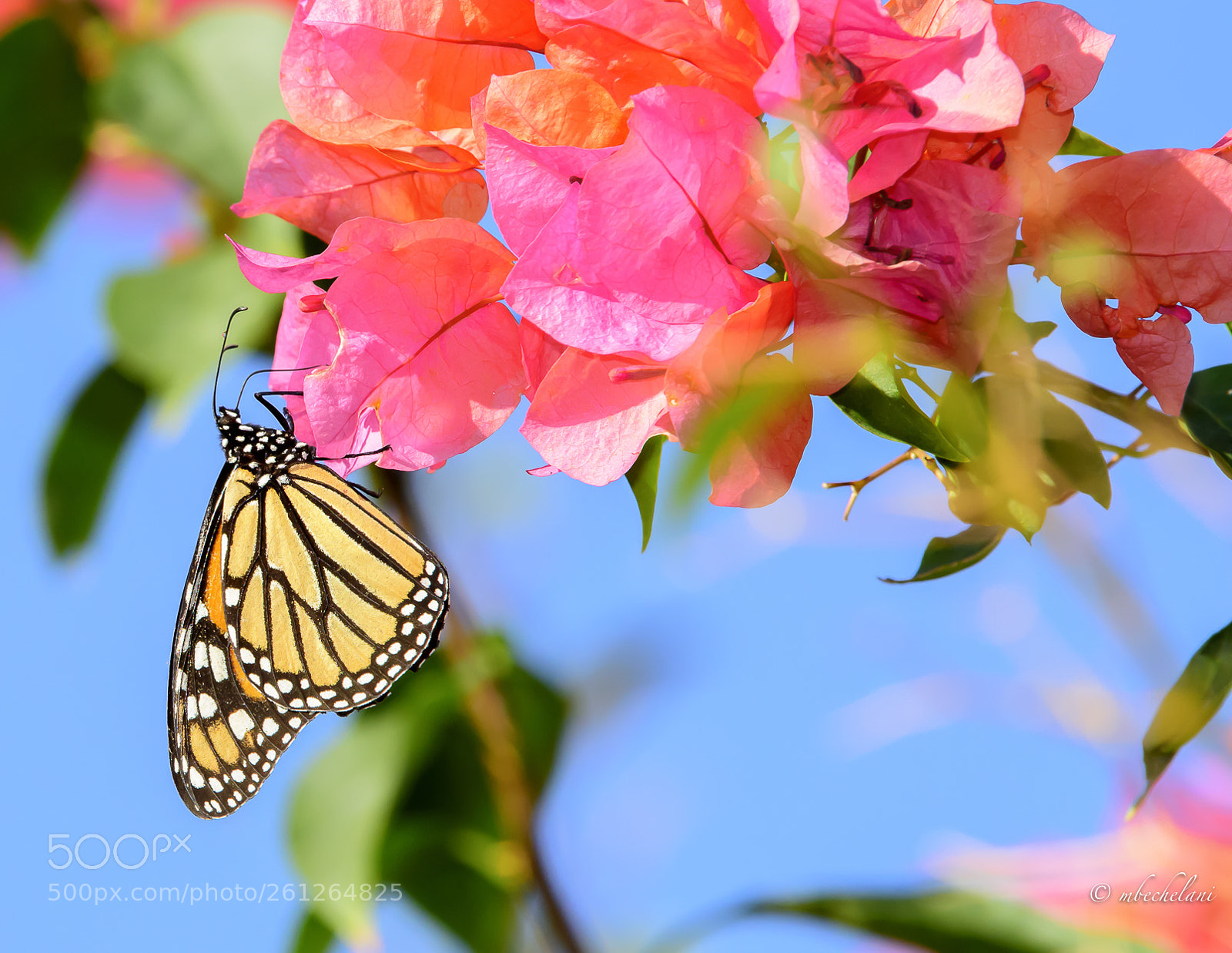Nikon D810 sample photo. Mbs photography