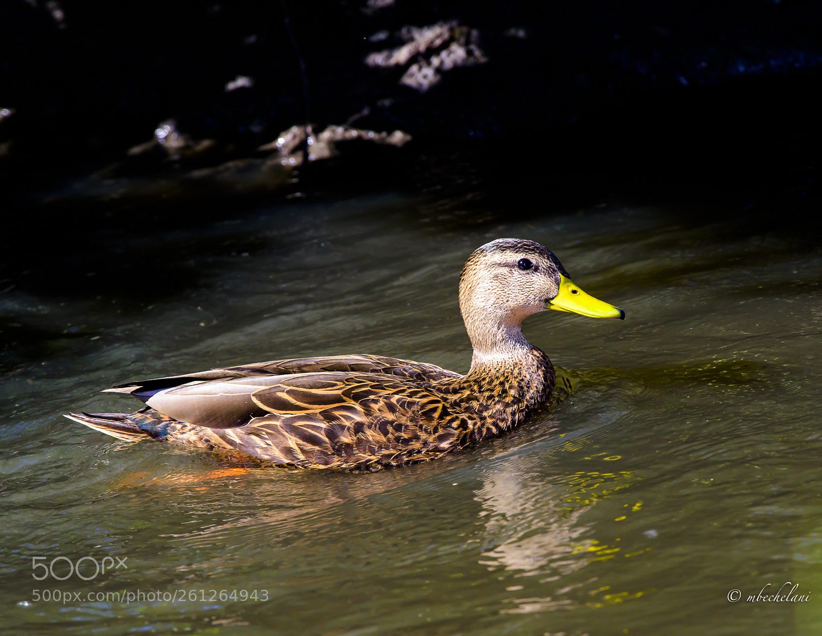 Nikon D810 sample photo. Mbs photography