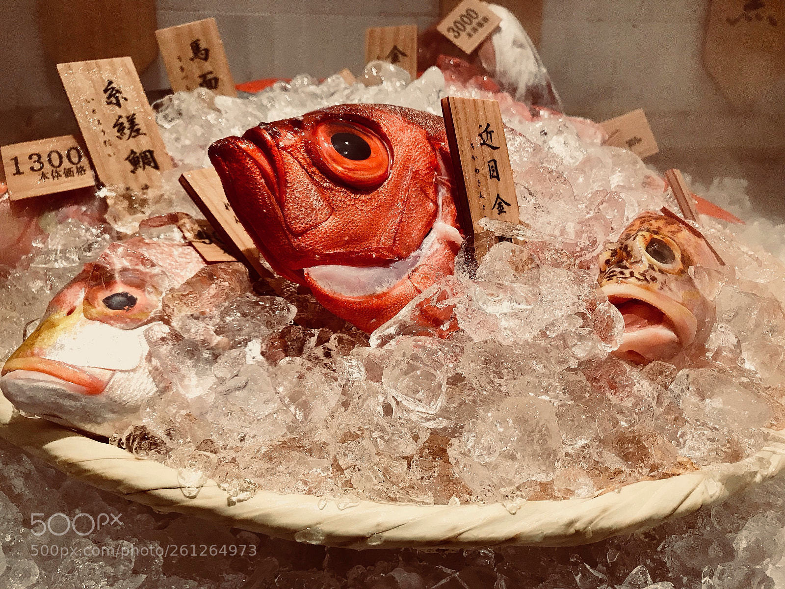 Apple iPhone 7 sample photo. Red fish photography