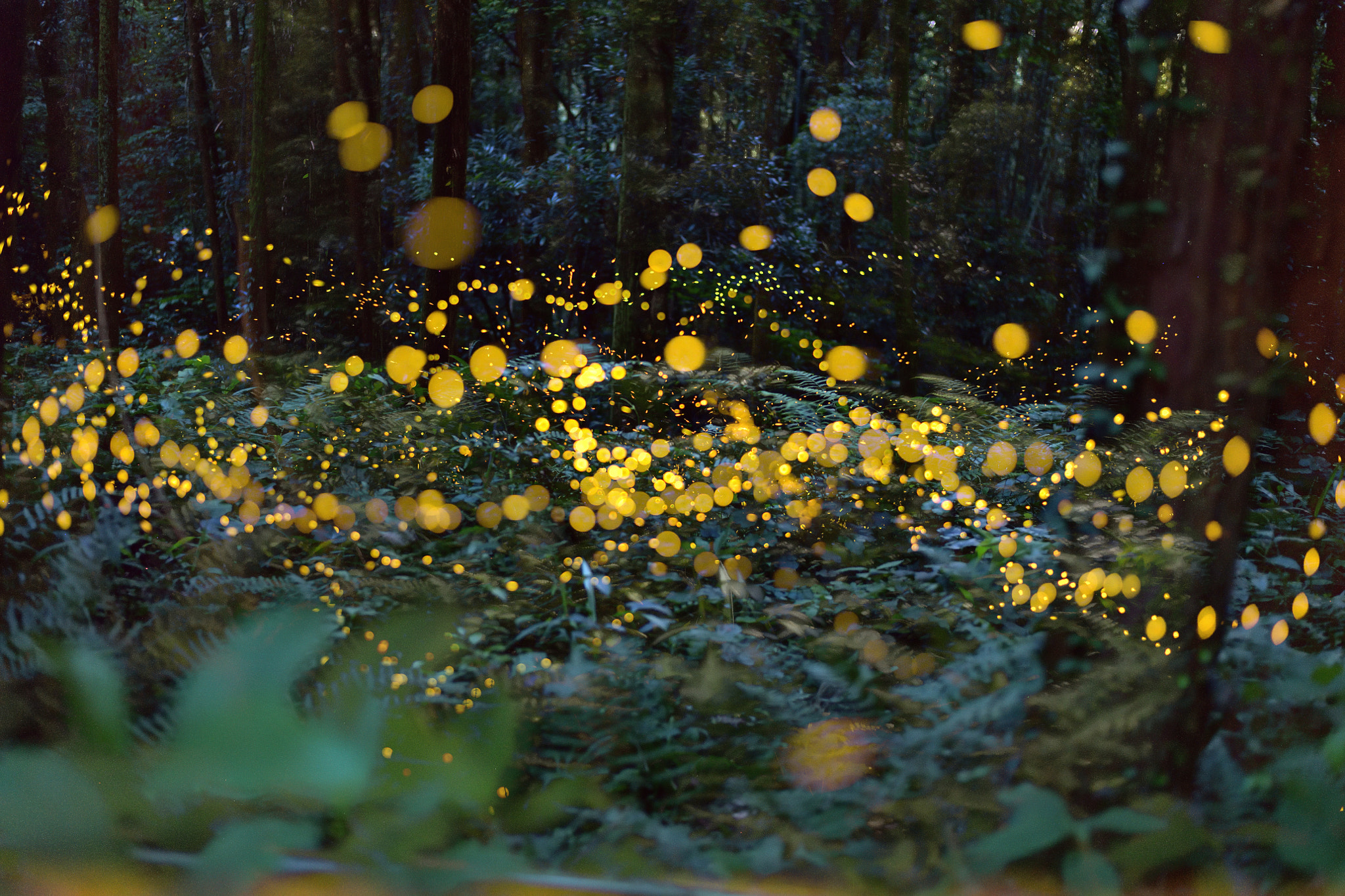 Nikon D850 sample photo. Firefly photography