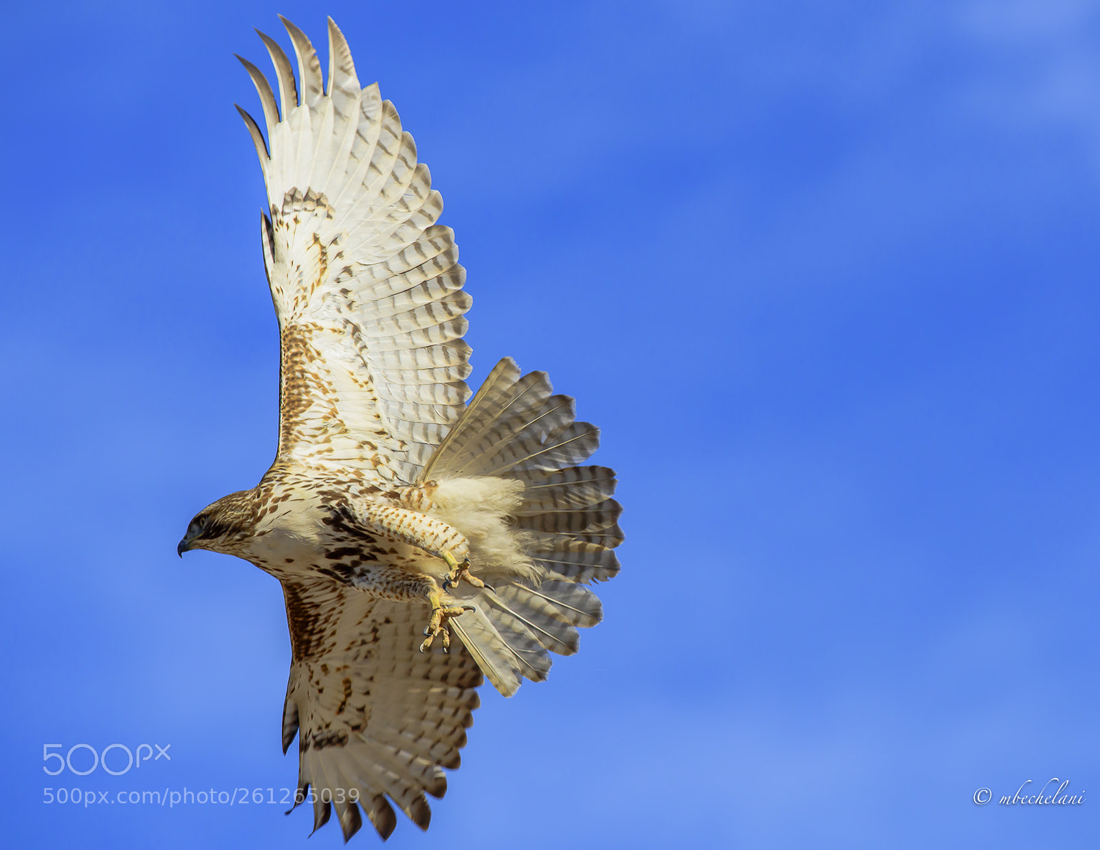 Nikon D810 sample photo. Mbs photography