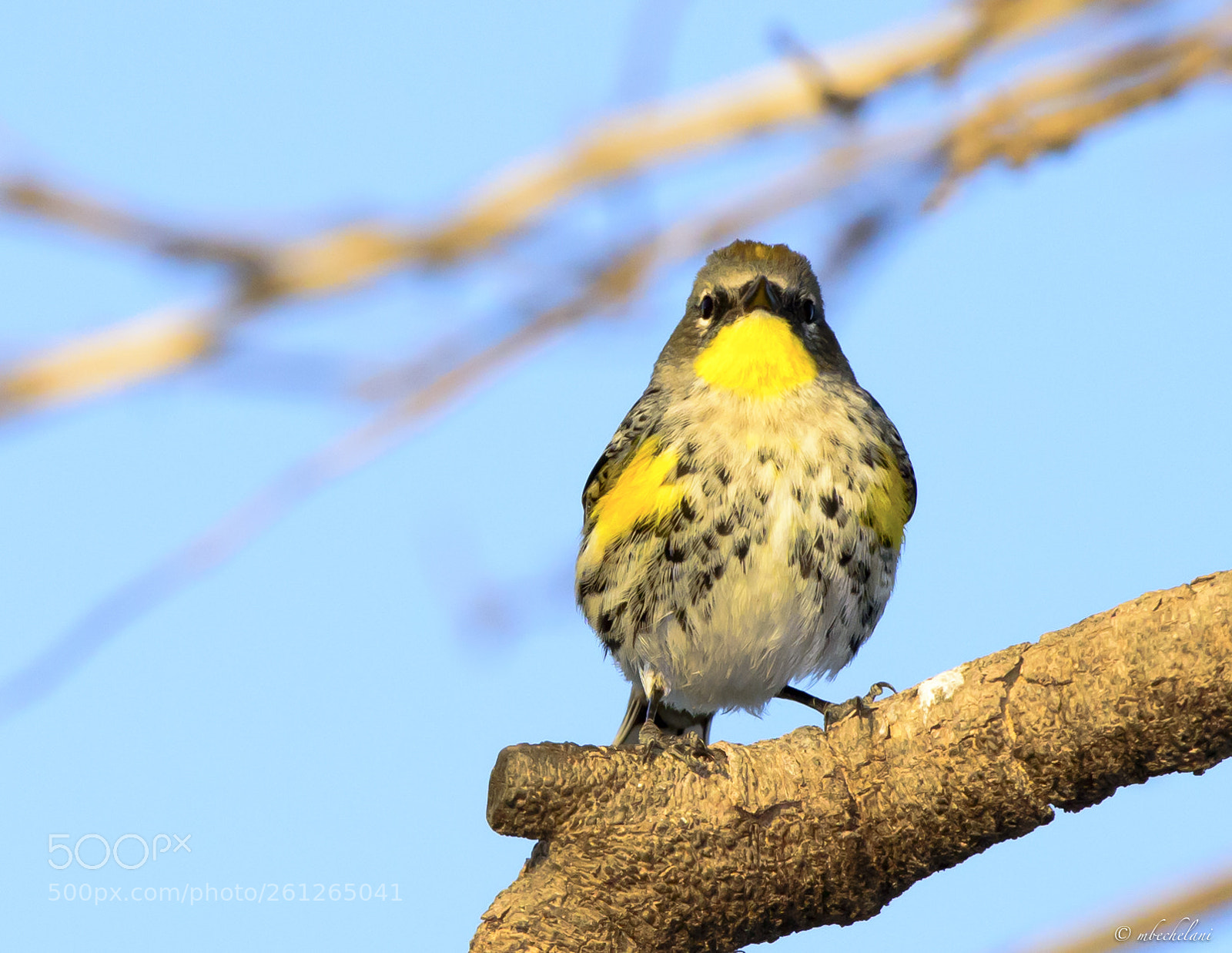 Nikon D810 sample photo. Mbs_5075-2.jpg photography
