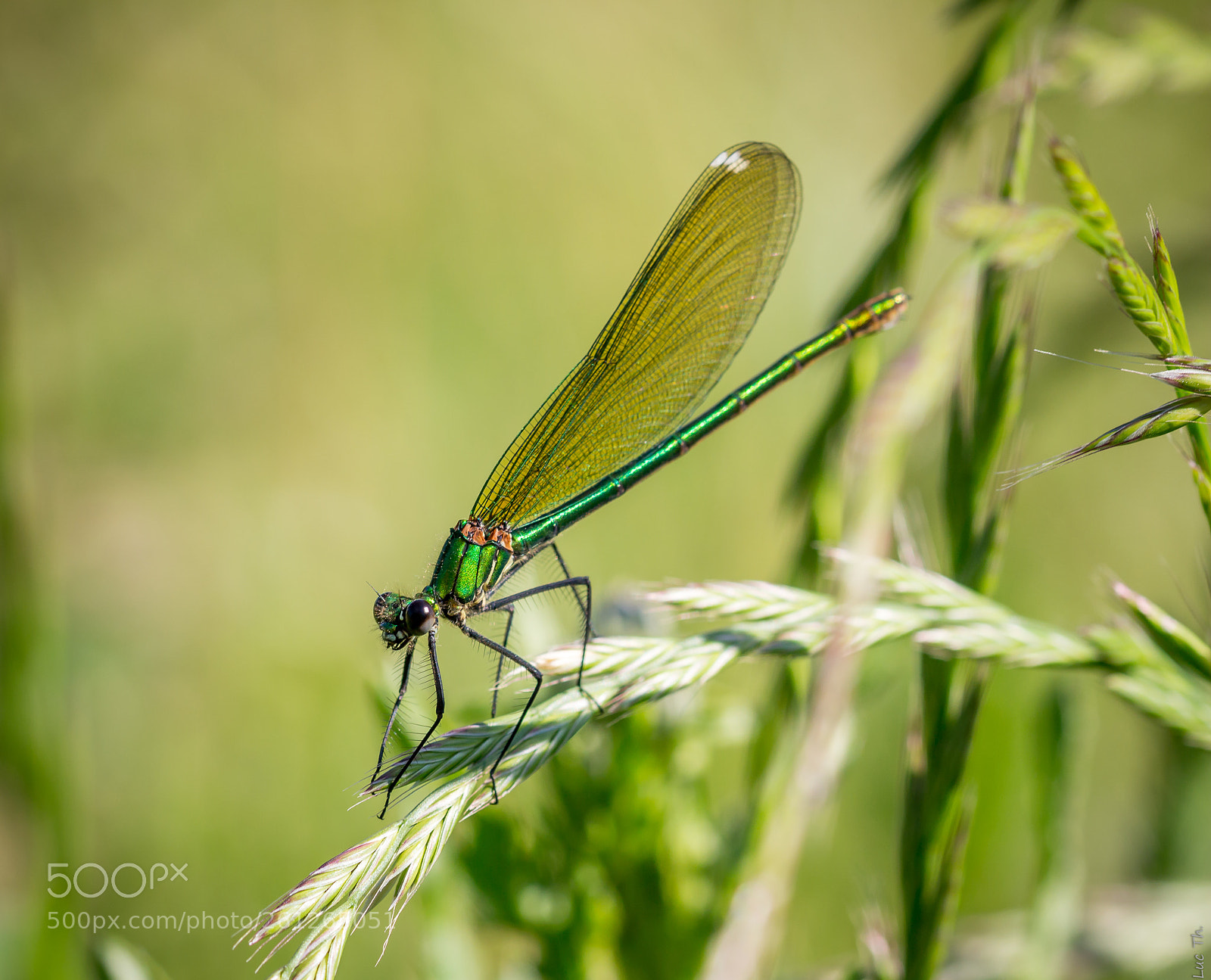 Canon EOS 700D (EOS Rebel T5i / EOS Kiss X7i) sample photo. Ces insectes ... si fascinants photography