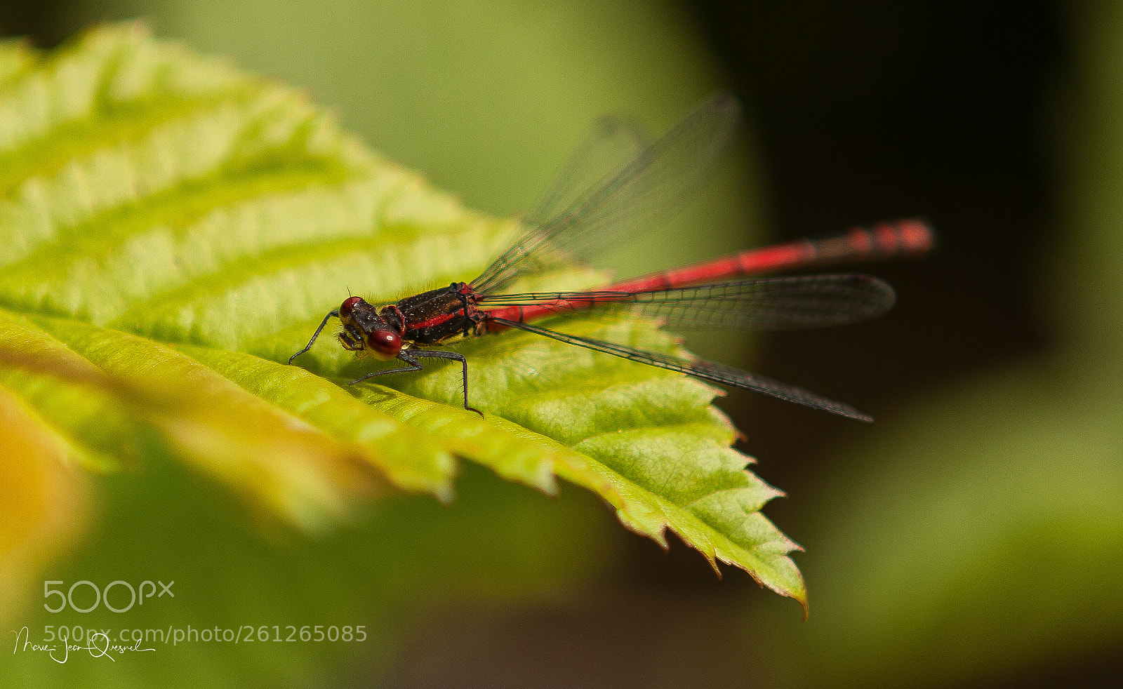 Canon EOS 5D Mark II sample photo. Recherche urgente, partenaire...! photography