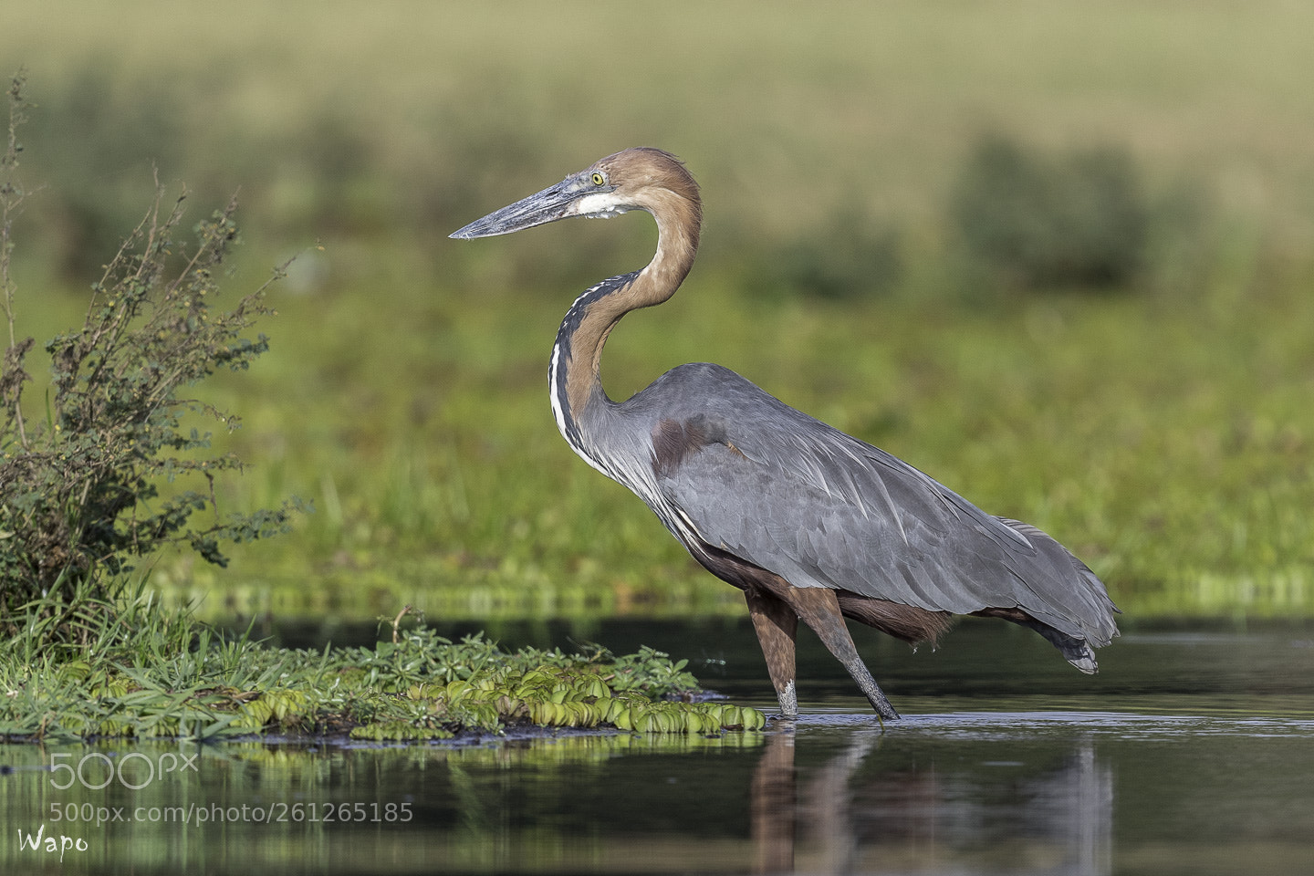 Nikon D500 sample photo. Goliath heron photography