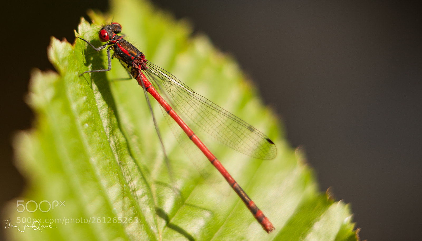 Canon EOS 5D Mark II sample photo. Bain de soleil... photography