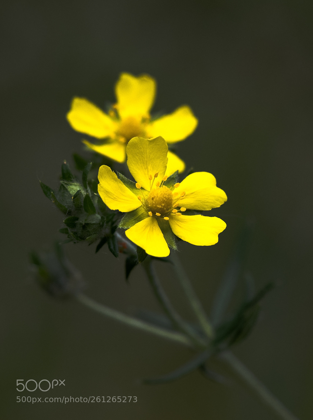 Nikon D850 sample photo. Wiese_2 photography
