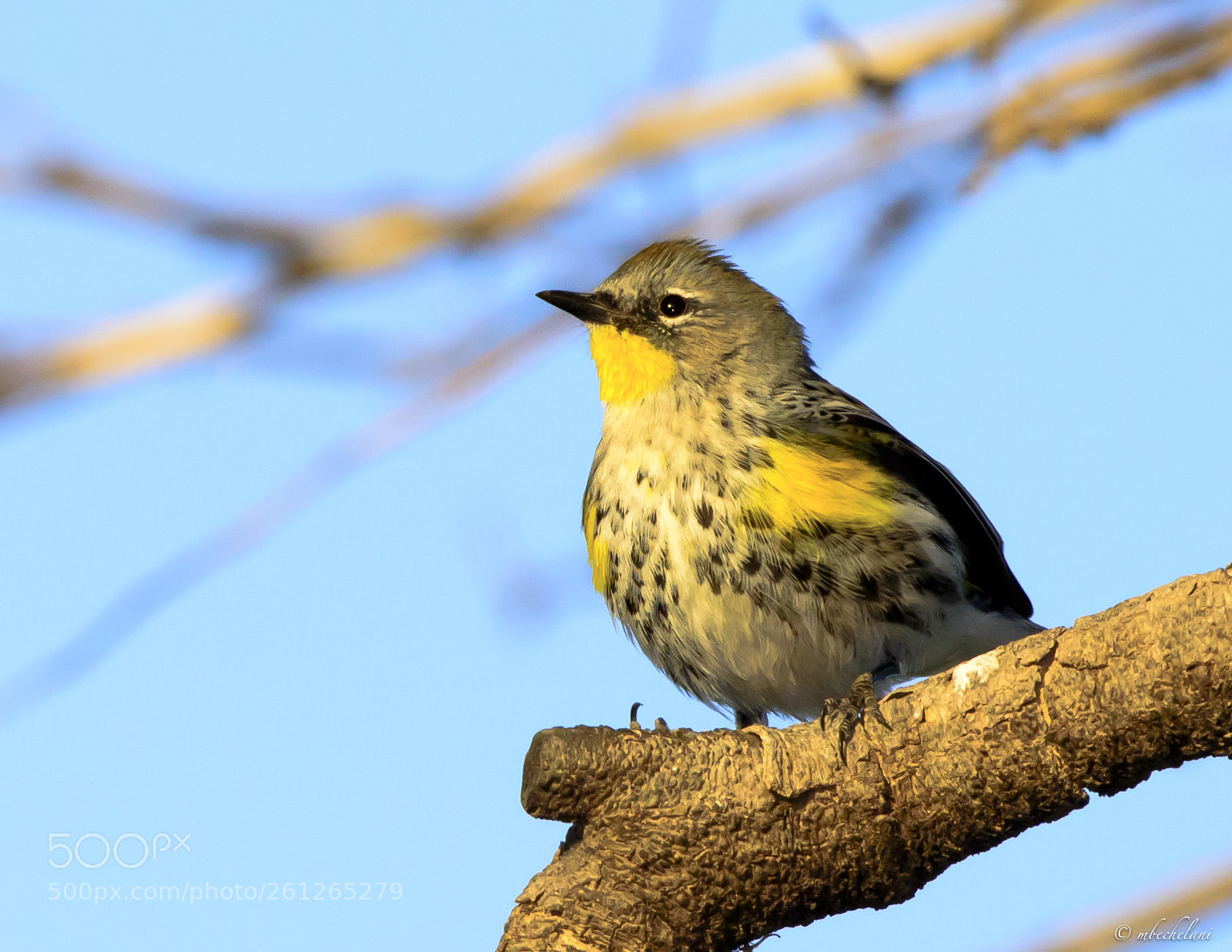 Nikon D810 sample photo. Mbs_5076-2.jpg photography