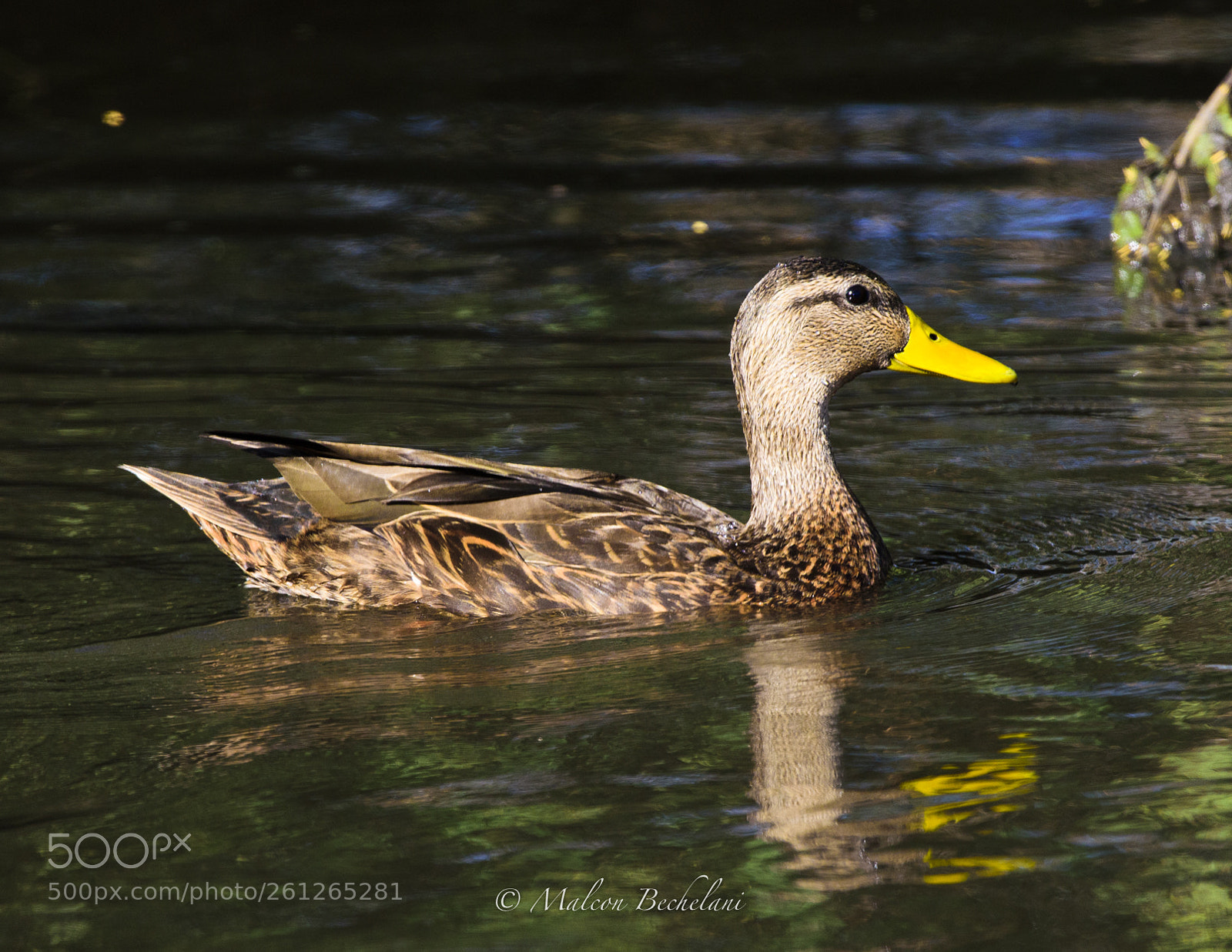 Nikon D810 sample photo. Mbs photography