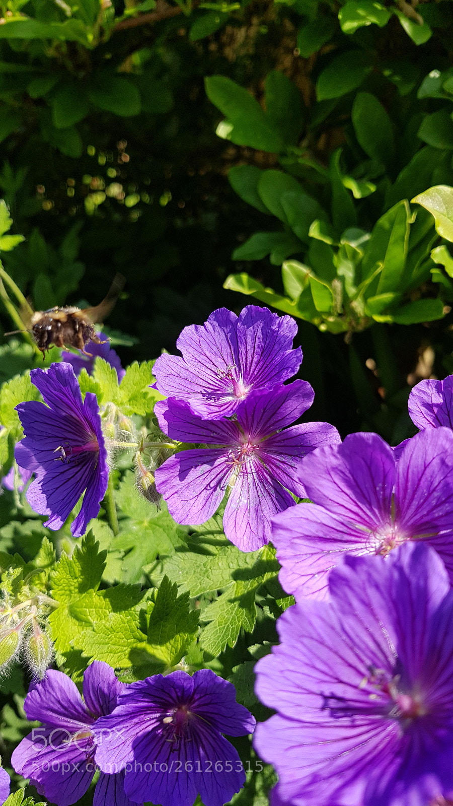Samsung Galaxy S8 sample photo. Hovering photography