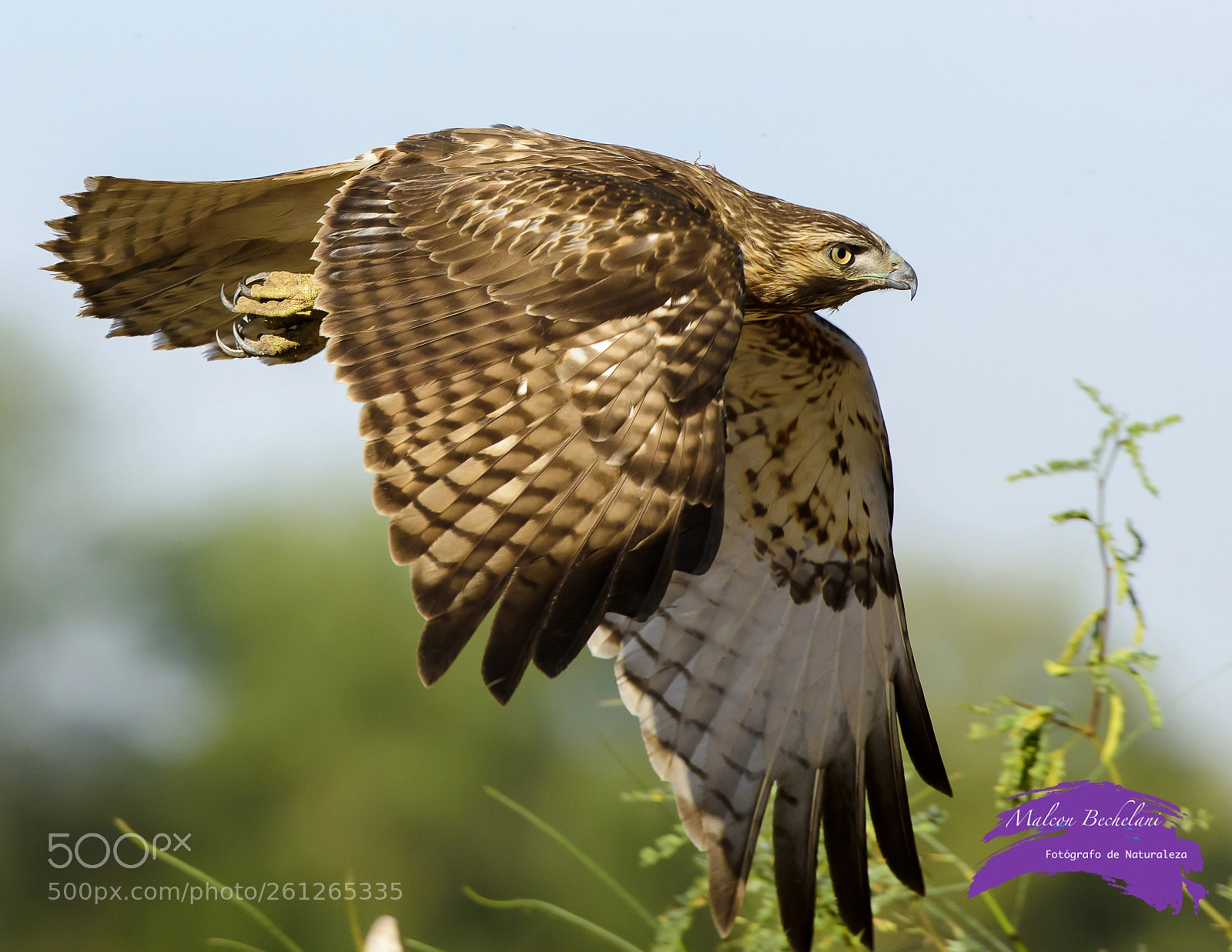 Nikon D810 sample photo. Mbs photography