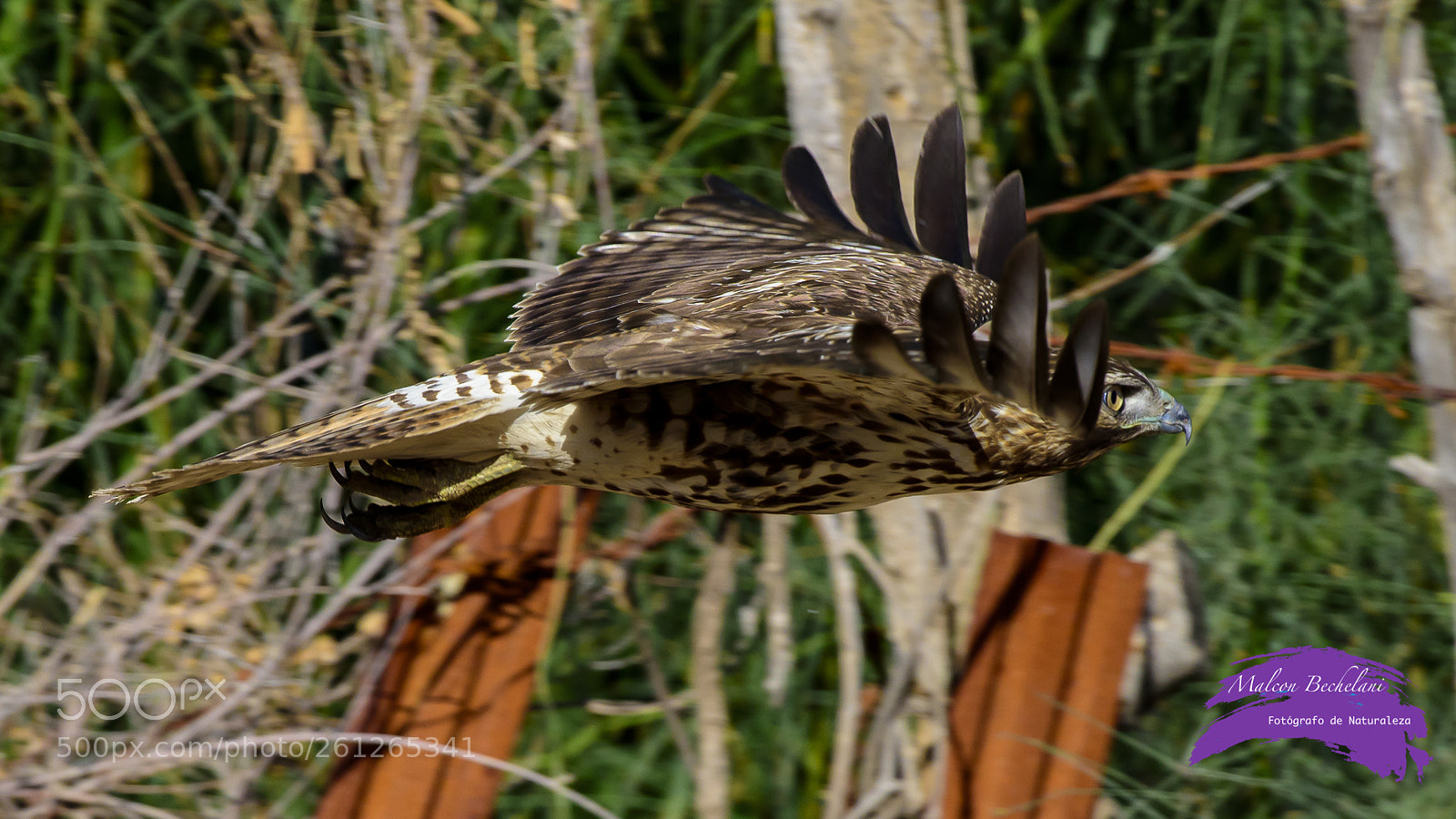 Nikon D810 sample photo. Mbs photography