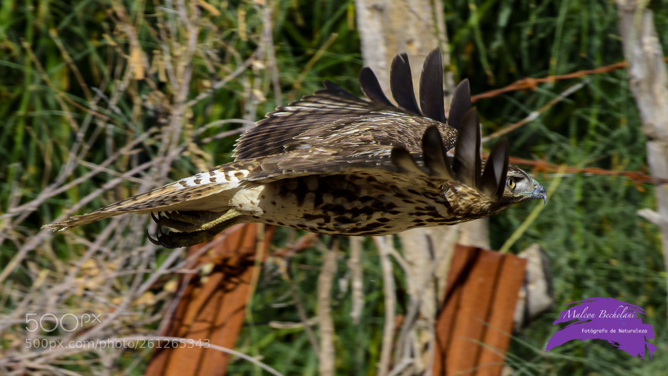 Nikon D810 sample photo. Mbs_5110-2.jpg photography