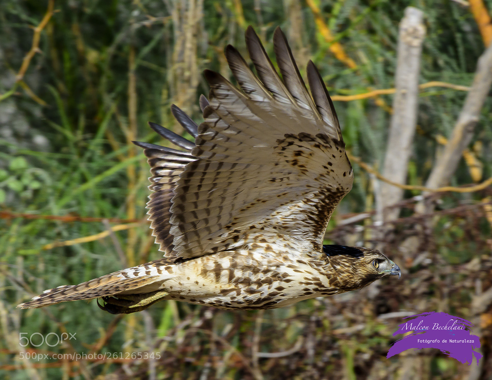 Nikon D810 sample photo. Mbs photography