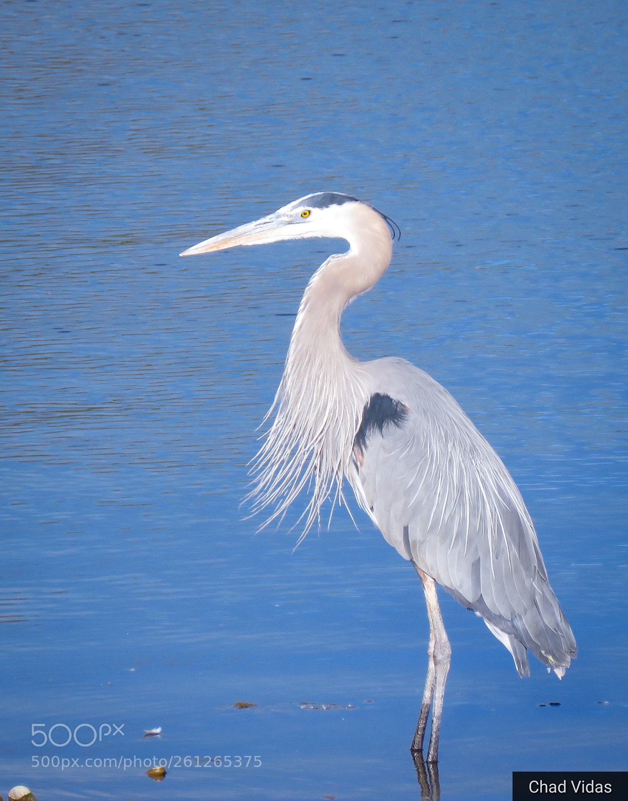 Canon PowerShot SX60 HS sample photo. Great in blue photography