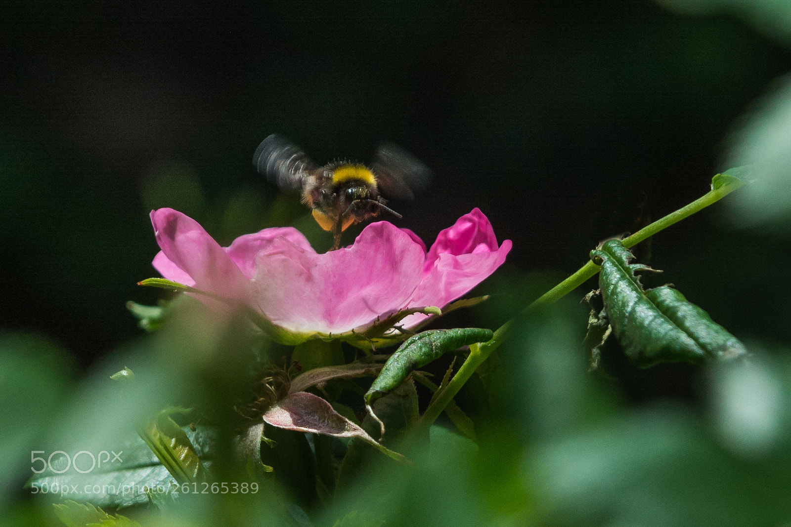 Nikon D7100 sample photo. Bloom photography