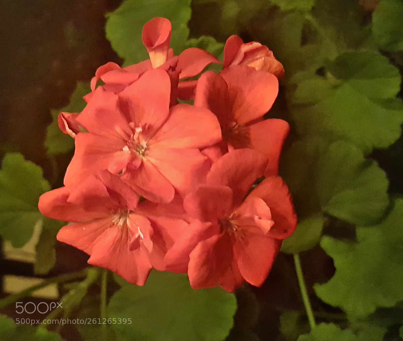 Samsung Galaxy S8 sample photo. Muskátli photography