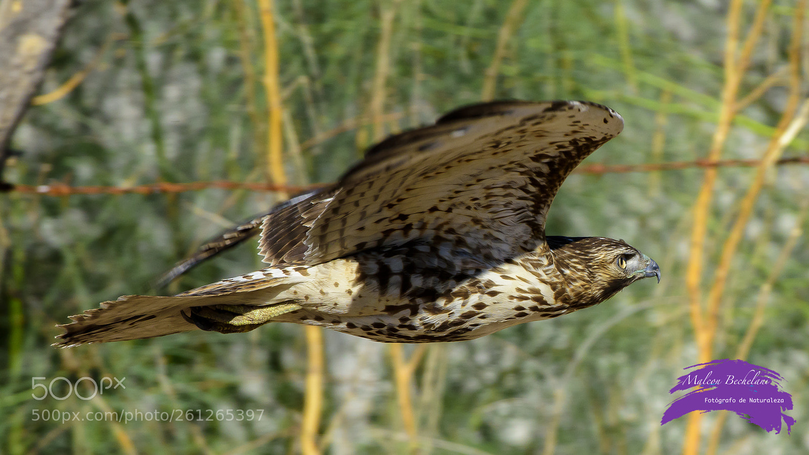 Nikon D810 sample photo. Mbs_5112-2.jpg photography
