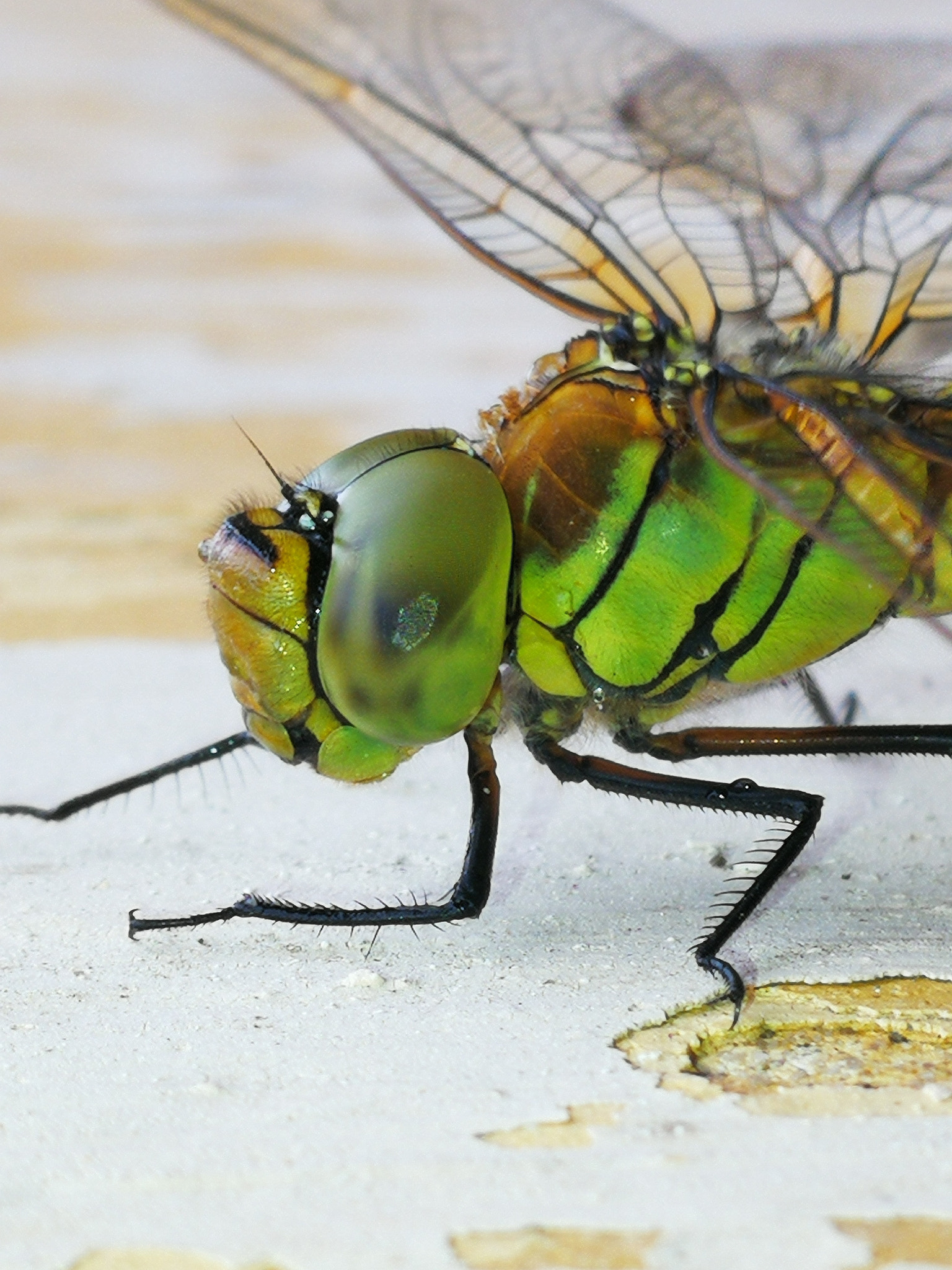 HUAWEI Mate 9 sample photo. Dragonfly photography