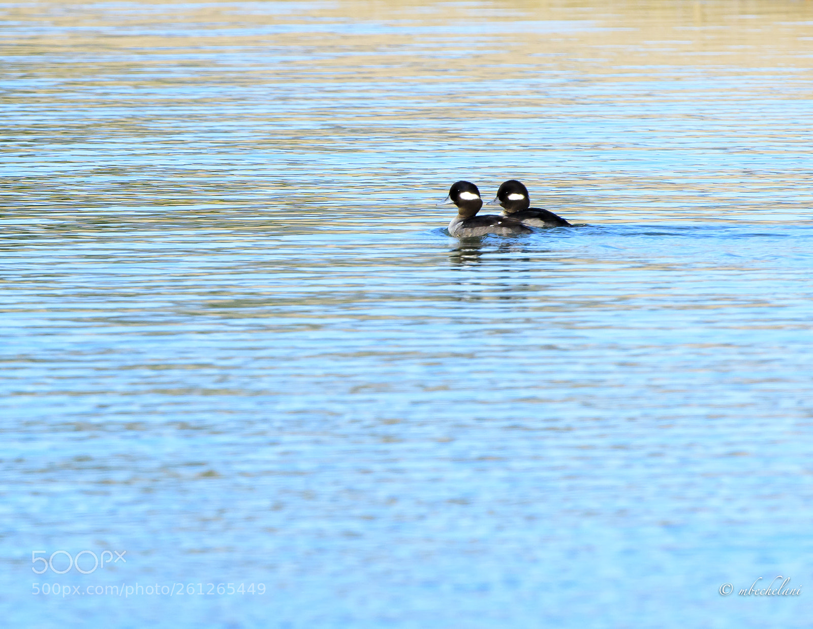 Nikon D810 sample photo. Mbs photography